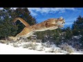 The sound of a Mountain Lion(Cougar) 