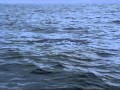 Dolphins The Wild Side