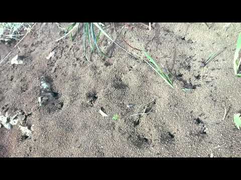 A Bug's Life  - Ahmad Abu Nimreh HD