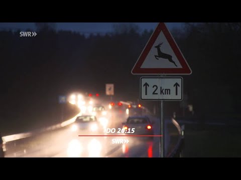 Wildunfälle: Mehr Zusammenstöße mit Reh und Wildschwein / "Zur Sache Baden-Württemberg" im SWR Ferns