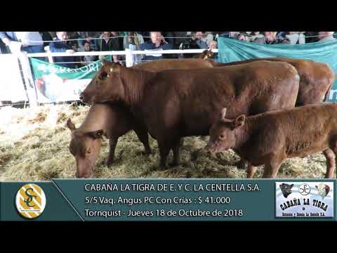 18-10-18 Venta de Vaq Angus PC Con Cría - Cab. La Tigra de Est. y Cab. La Centella  S.A. - Tornquist
