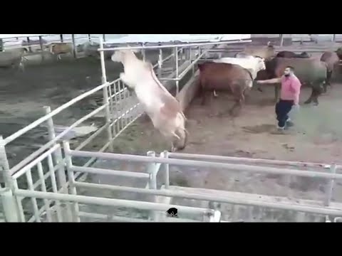 Brahman Bull Jumps Out Of Cage(Master Breeders)