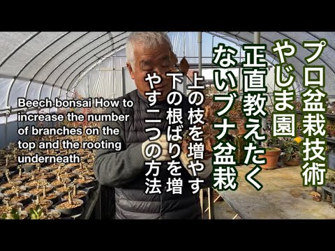 ヨーロッパブナ 植物