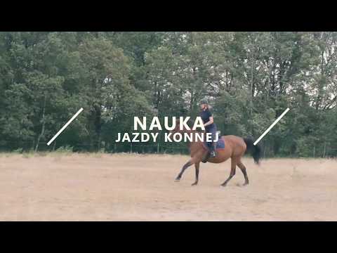 Stajnia Arat zaprasza na konie!