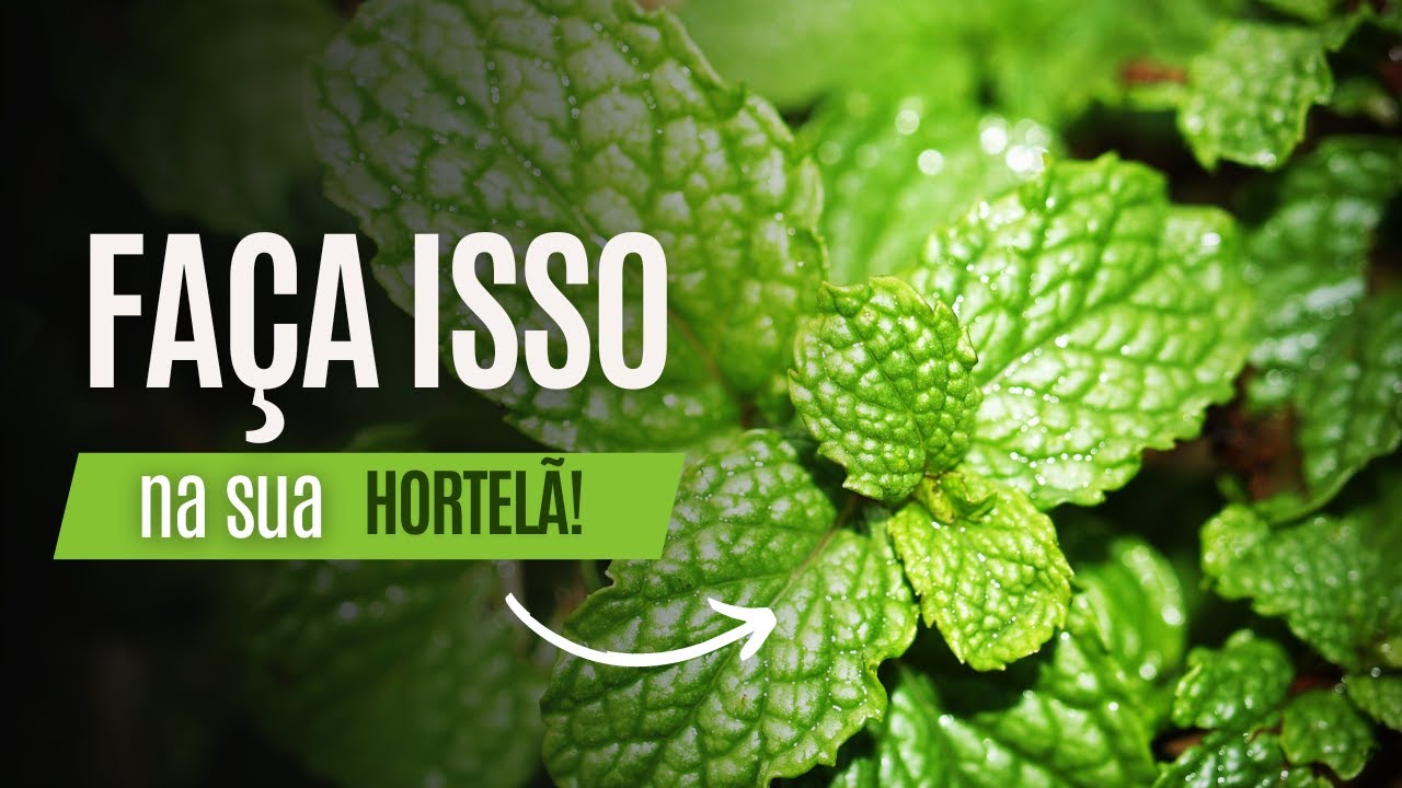 Faça isso para a sua hortelã produzir mais!