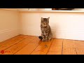 Funny Cats Vs Mouse| Tom and Jerry Real Life | Top Cats Video Compilation