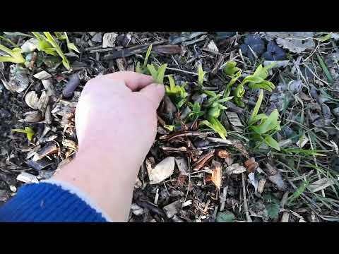 unser essbarer Waldgarten Anfang März 2022