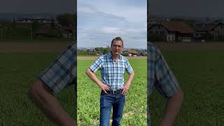 Eiweisserbsen bei Peter Widmer