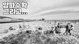 양파 수확 완료 | 톤백 작업 | 수단그라스 파종 | 농촌일상 korean agriculture HCNE