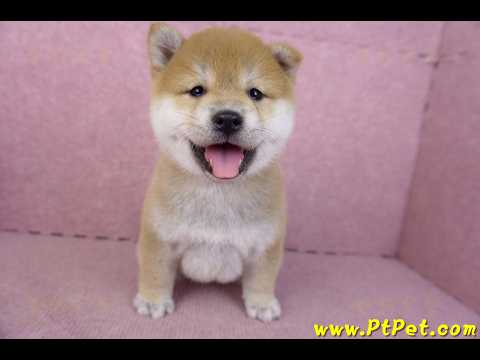 02/06赤色柴犬母幼犬3號(高雄左營)