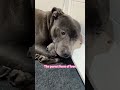 A Mother S Love Knows No Species ️ Motherlove Animals Love Wholesome Animallife Foryou Fyp