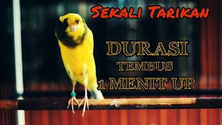 Download lagu MASTERAN KENARI DURASI PANJANG -- DURASI 1 MENIT UP -(SANGAT COCOK UNTUK PEMASTERAN KENARI BAHAN) mp3 Download lagu MASTERAN KENARI DURASI PANJANG -- DURASI 1 MENIT UP -(SANGAT COCOK UNTUK PEMASTERAN KENARI BAHAN) mp3