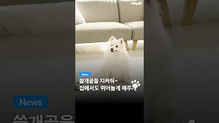 리포소 엔젤 롤 강아지 매트 10mm (110cm x 7m)_동영상_이미지
