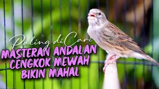 Download lagu MATERI CENGKOK BIKIN MAHAL ! MASTERAN KENARI ISIAN BLACKTHROAT GACOR DURASI PANJANG PALING DICARI mp3