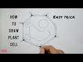 The Best 14 Plant Cell Drawing Easy
