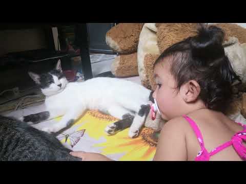 amira playing with her cats