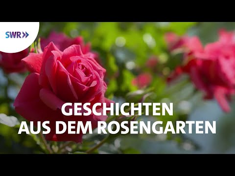 Faszinierende Welt der Rosen | SWR Doku