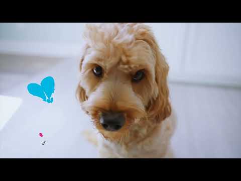 Weruva Dog: Nourish Your Pooch with Real Ingredients!