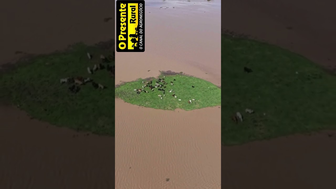 Rebanho bovino fica ilhado em meio à inundação após chuvas em Pernambuco