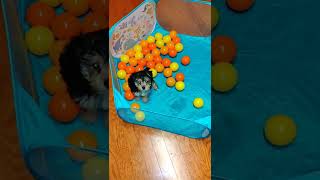 Morkie Puppies Videos