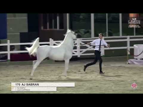 N 170 AJ SABRAN   The 14th Makkah International Region Championship 2023   by Al Sawary Farm   Stall