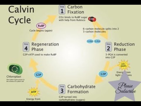 CALVIN CYCLE