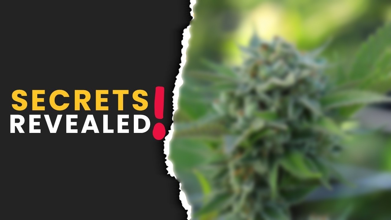 8×8 Grow Room Full Setup Reveal 2024