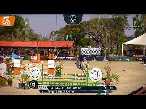 Mister Anthony For(2012, Malito de Reve x Calei Joter) | 1.20m | 76° Aniversário SHPr | 20/Ago/2021