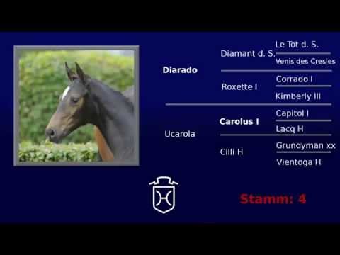 Holsteiner Elite Fohlenauktion in Elmshorn Nr. 36 - Diarado x Carolus I