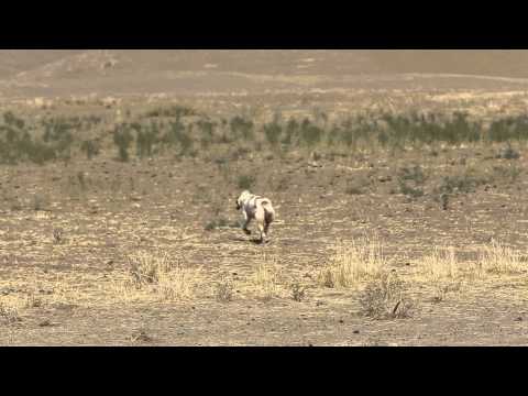 A Tajik shepherd dog fights with vultures over a dead sheep