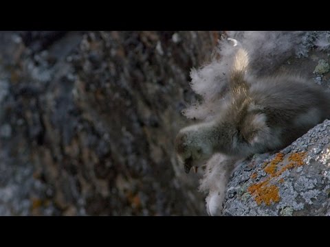 Base-Jumping Barnacle Goose