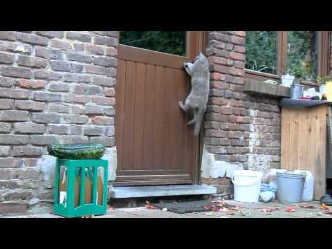 smart cat knocks if door is locked (see till end)