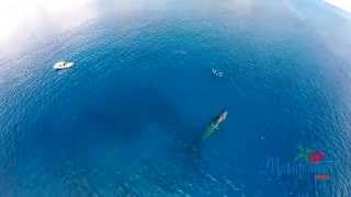 Gopro DJI Phantom Humpback Whale footage Matafonua Haapai Kingdom of Tonga