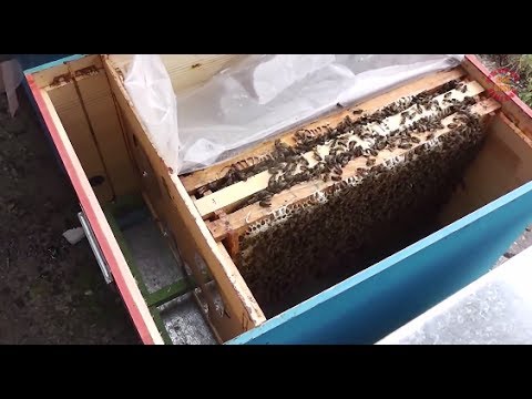 Cum cumparam familii de albine bune? Cum organizam cuibul mai eficient? Dezvaluim Secrete Apicultura