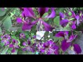 Chandarvo Rudo Beautiful Decorations A Welcome Song Gujarati