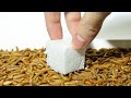 Can mealworms eat PLASTIC? (Styrofoam)