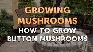 How to Grow Button Mushrooms