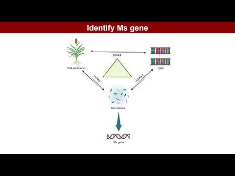 iMeta | Ms gene and Mr gene: Microbial-mediated spatiotemporal communication between plants