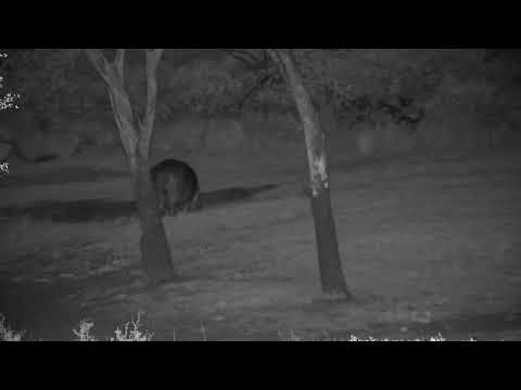 Djuma: Hippo leaves the dam area to graze - 18:30 - 10/15/2022