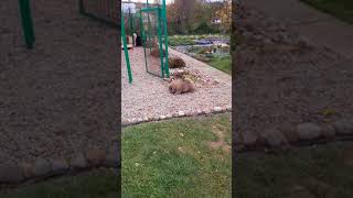 BLACK KINDOM GARDENIA CHANEL, red female, 70 days