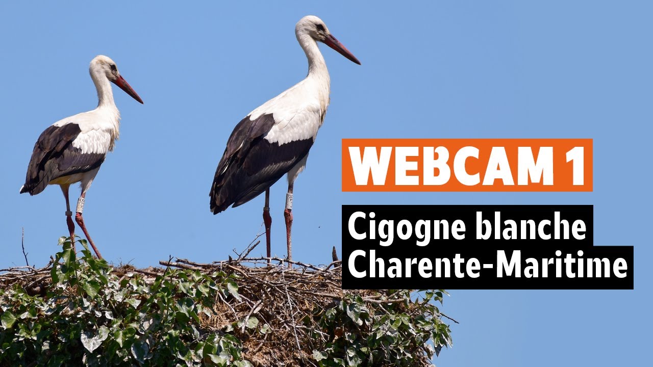 youtube video id=0_N80iG0Wok