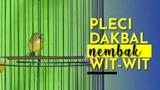 Download lagu PLECI DAKBAL NEMBAK WIT WIT mp3