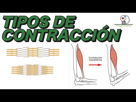 Tipos de Contracción Muscular | Concéntrica, excéntrica e isométrica