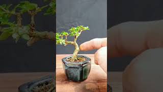 Download lagu Merubah Konsep bonsai sancang mini #bonsai #sancang #premnamicrophylla #minibonsai mp3 Download lagu Merubah Konsep bonsai sancang mini #bonsai #sancang #premnamicrophylla #minibonsai mp3