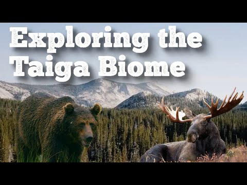 Exploring the Taiga Biome - FreeSchool
