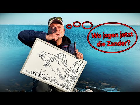 Wo jagen jetzt die Zander?
