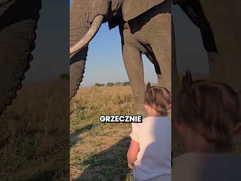 Słoń ukradł jej czapkę 🐘