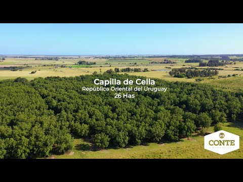 Conte Bienes Raíces - Capilla de Cella 26 Has
