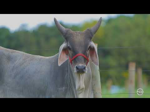 GUZERÁ DA JUZZ - PALAVRA II DA JUZZ - JUZZ 675