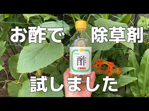 重曹と酢は天然の除草剤レシピで効果的に機能しますか?  庭園